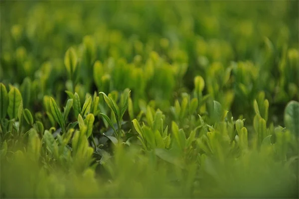 なぜ私がジャスミンを植えたのか？衝動買いが生んだ最高の庭体験と育て方のコツ