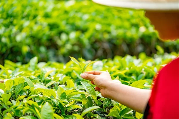 ユリの花粉で猫が死ぬ？ほんの一粒の危険と猫を守るために知っておきたい真実