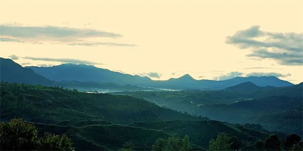Lomatiumの見分け方と間違えないコツをプロが教える