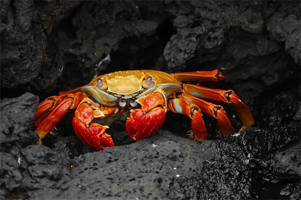 重曹と粉砂糖で簡単！庭のアリを自然に駆除する方法