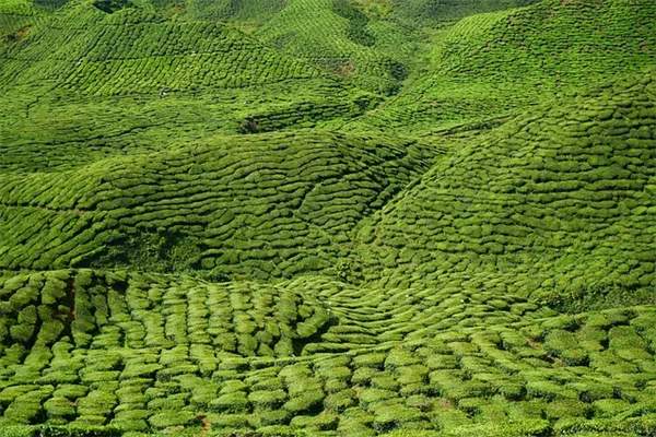 日陰でも香る！成長が早いつる植物7選