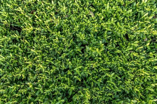 シニアガーデニングの準備：今からやるべき後悔しない5つのコツ