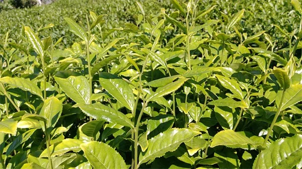 もう迷わない！成長が早くて暴れない、おすすめつる植物7選