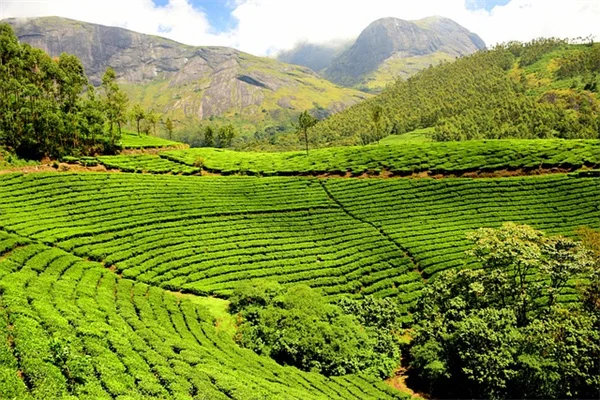 ロタラの育て方｜初心者でも美しい色を引き出すコツと栽培の秘訣